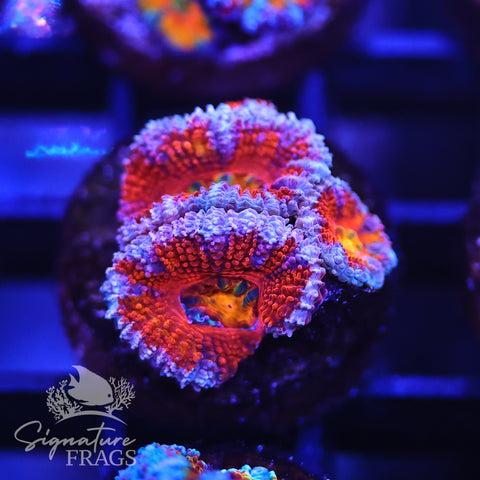 Rainbow Micromussa Lord (Acan Lord)