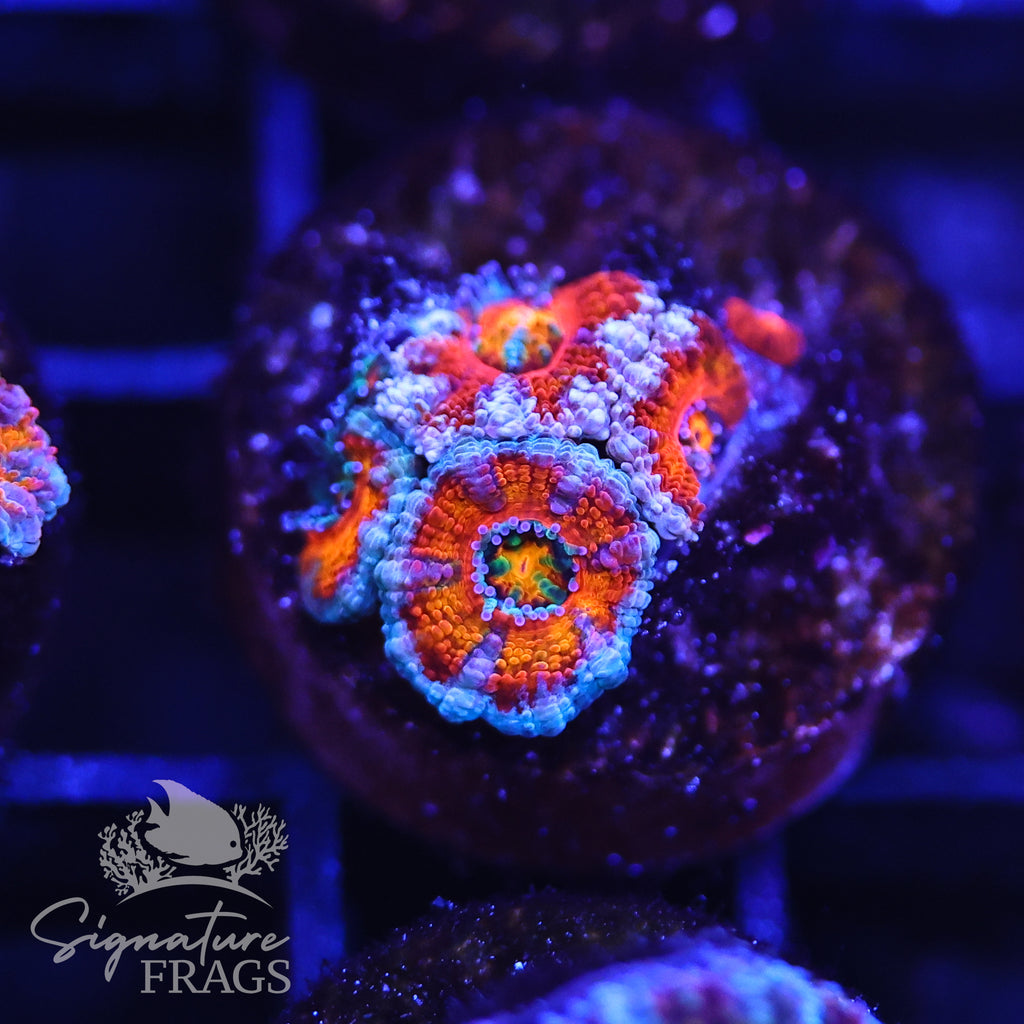 Rainbow Micromussa Lord (Acan Lord)