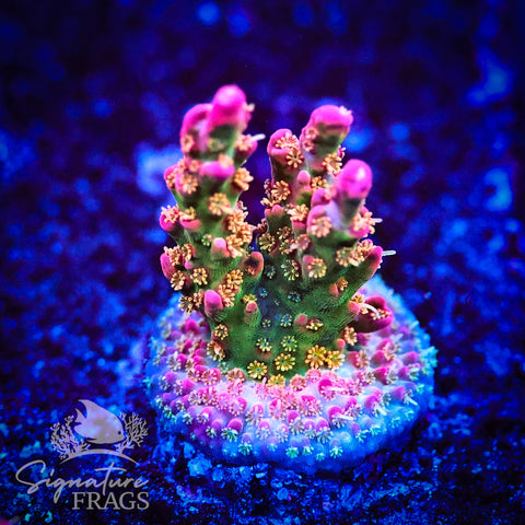 Wicked Orchid