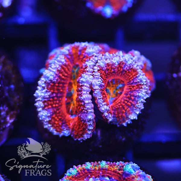 Rainbow Micromussa Lord (Acan Lord)