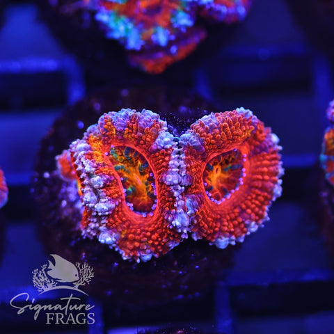 Rainbow Micromussa Lord (Acan Lord)