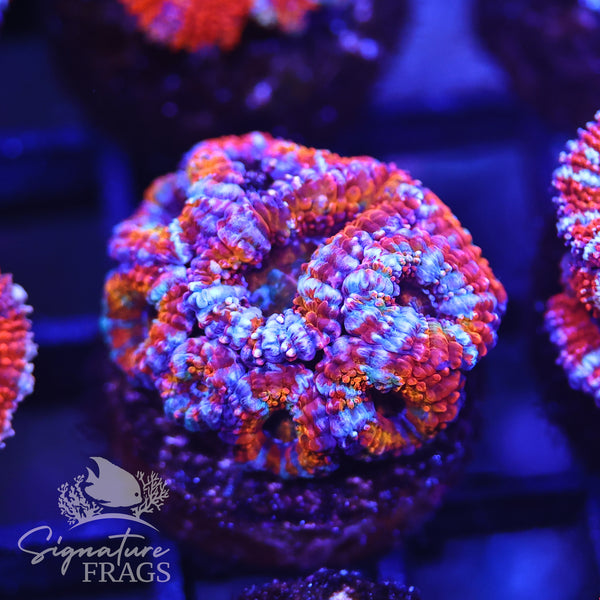 Rainbow Micromussa Lord (Acan Lord)