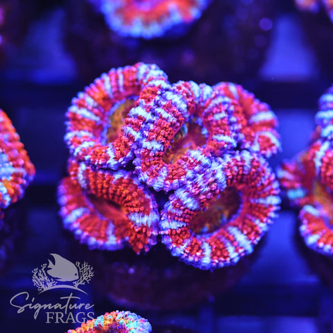 Rainbow Micromussa Lord (Acan Lord)