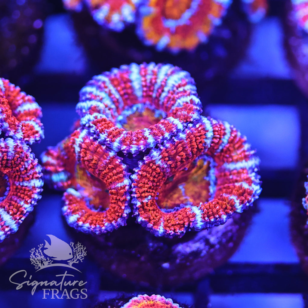 Rainbow Micromussa Lord (Acan Lord)