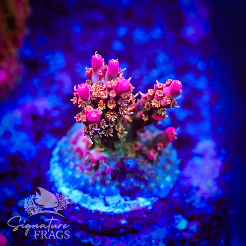 Wicked Orchid