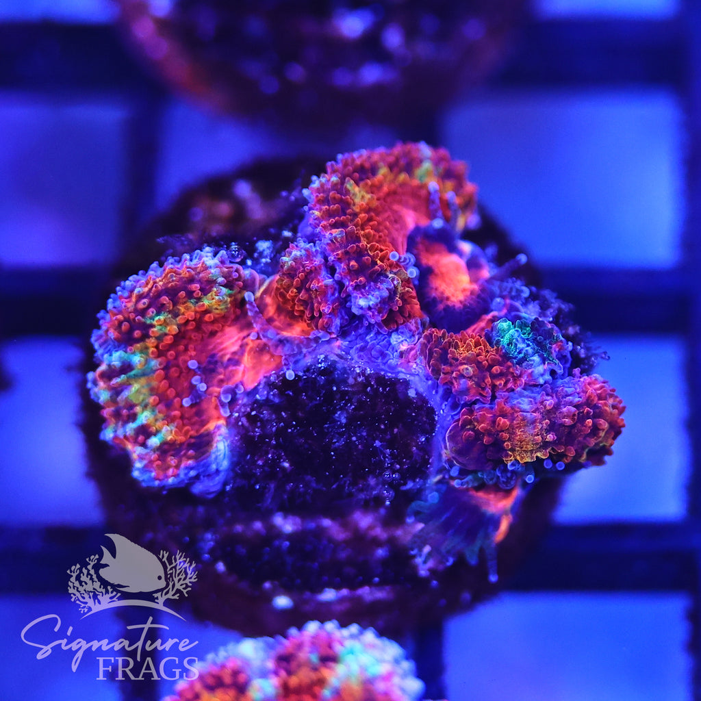 Rainbow Micromussa Lord (Acan Lord)