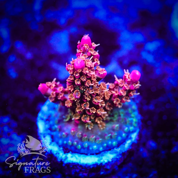 Wicked Orchid
