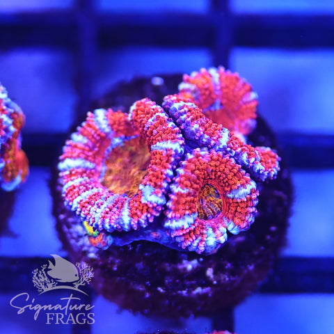 Rainbow Micromussa Lord (Acan Lord)