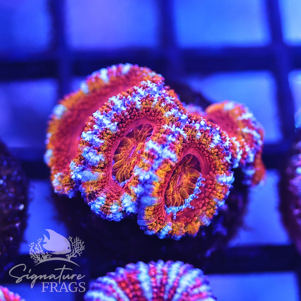 Rainbow Micromussa Lord (Acan Lord)