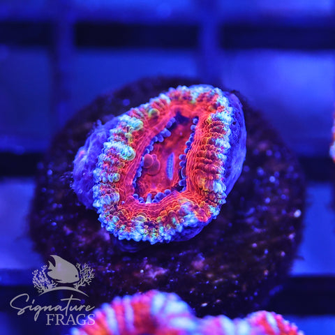 Rainbow Micromussa Lord (Acan Lord)