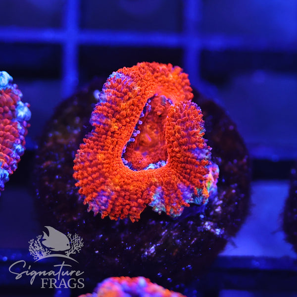 Rainbow Micromussa Lord (Acan Lord)