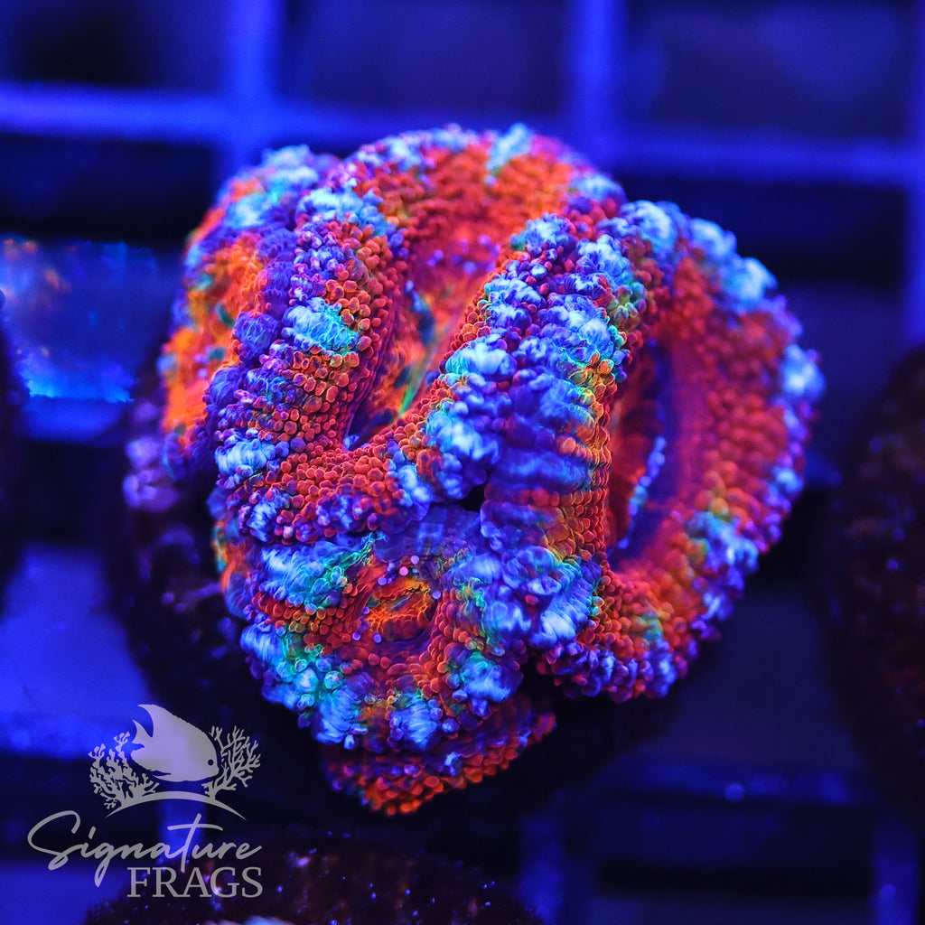 Rainbow Micromussa Lord (Acan Lord)