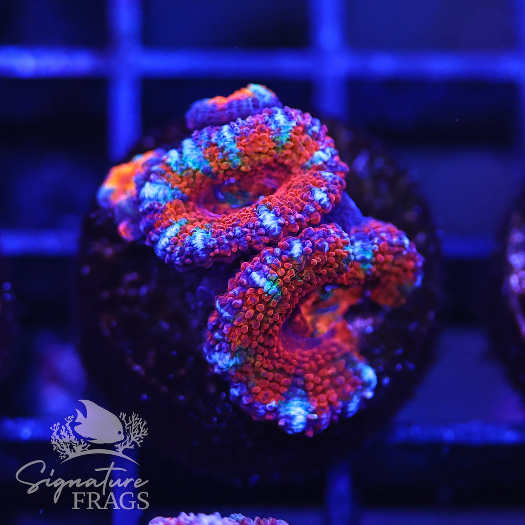 Rainbow Micromussa Lord (Acan Lord)