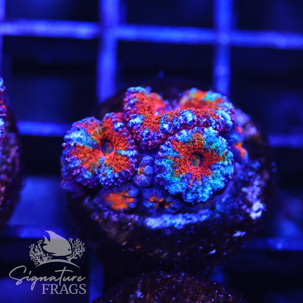 Rainbow Micromussa Lord (Acan Lord)