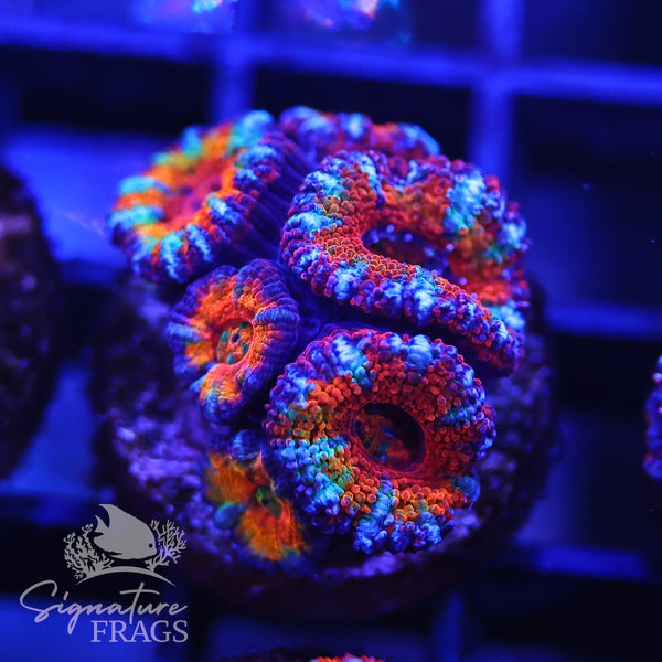 Rainbow Micromussa Lord (Acan Lord)