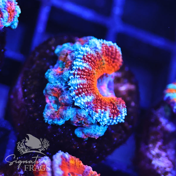 Rainbow Micromussa Lord (Acan Lord)