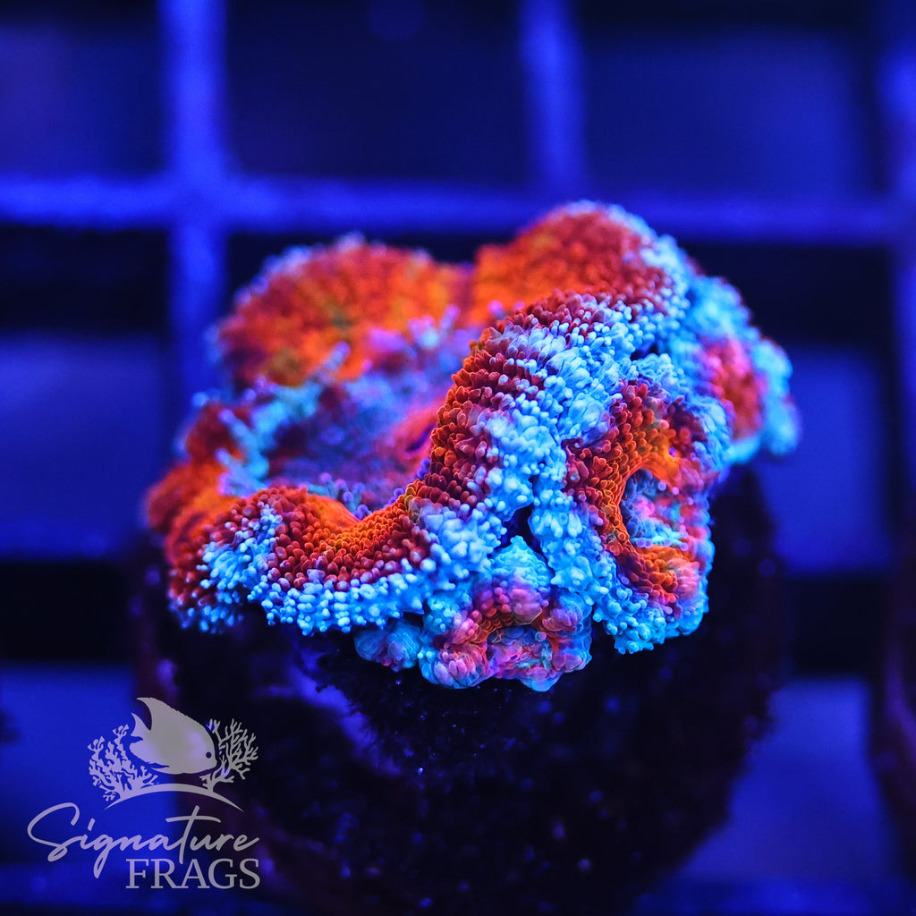 Rainbow Micromussa Lord (Acan Lord)