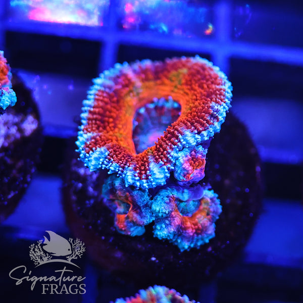 Rainbow Micromussa Lord (Acan Lord)