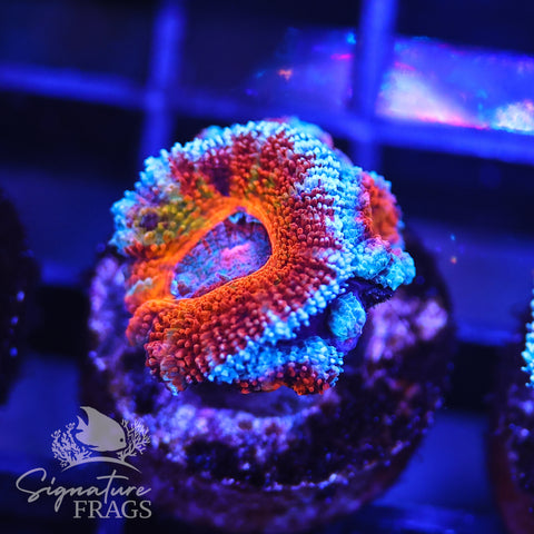 Rainbow Micromussa Lord (Acan Lord)