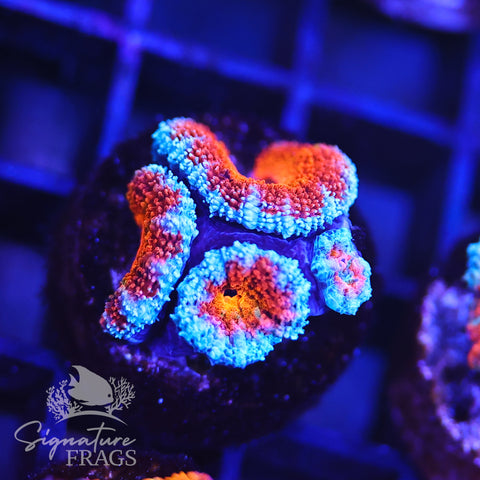 Rainbow Micromussa Lord (Acan Lord)