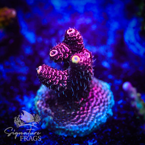 Electric Pink Milli