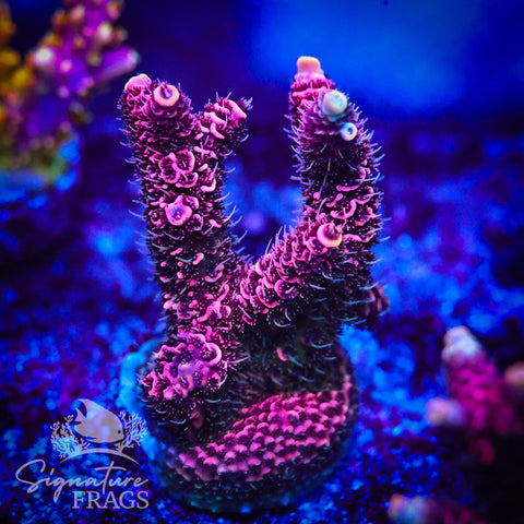 Electric Pink Milli