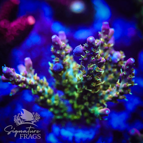 Rainbow Cytheria