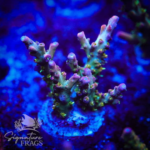 Rainbow Cytheria