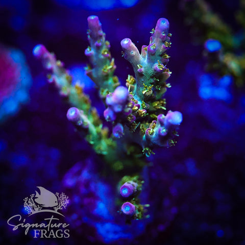 Rainbow Cytheria