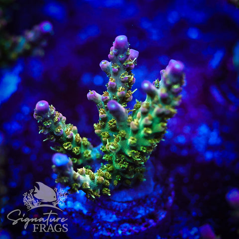 Rainbow Cytheria