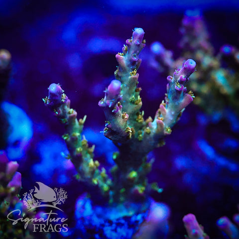 Rainbow Cytheria