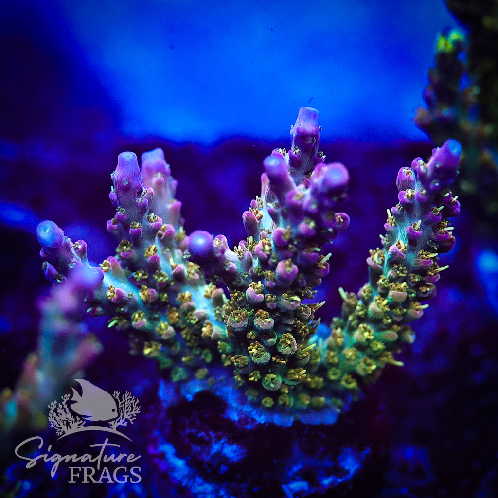 Rainbow Cytheria