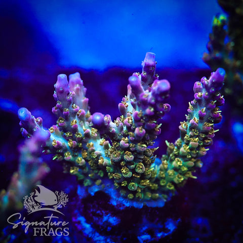 Rainbow Cytheria