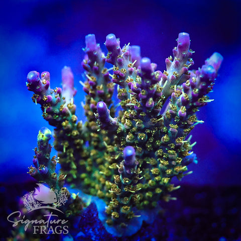 Rainbow Cytheria