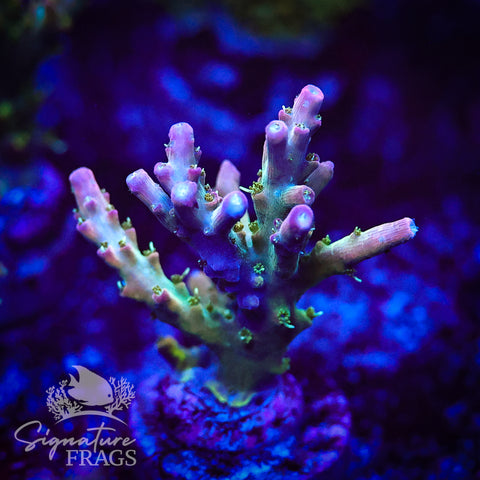 Rainbow Cytheria