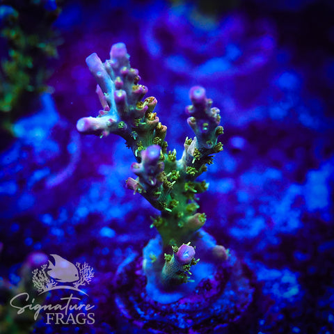 Rainbow Cytheria