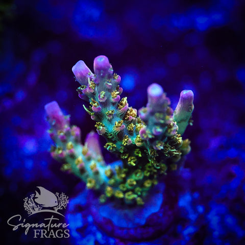 Rainbow Cytheria