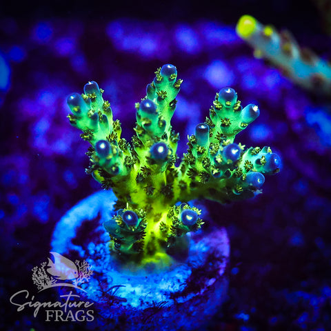 Pearl Berry