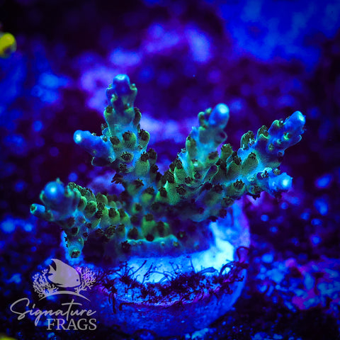 Deep Blue Nana