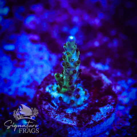 Deep Blue Nana