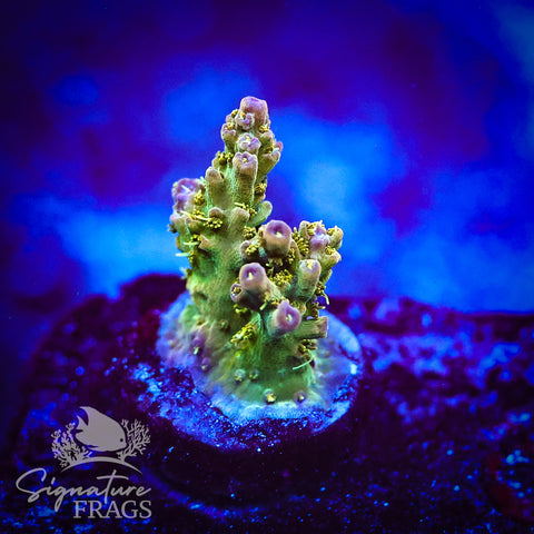Grape Ape