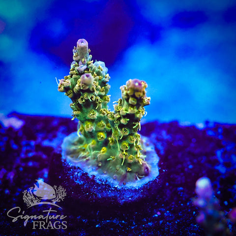 Grape Ape