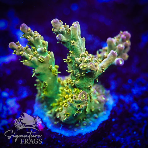Grape Ape