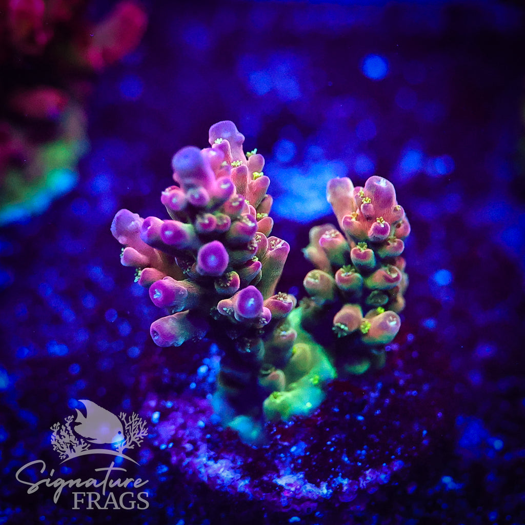 Signature's Rainbow
