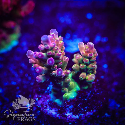 Signature's Rainbow