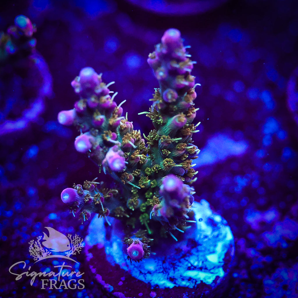 Hippie Juice