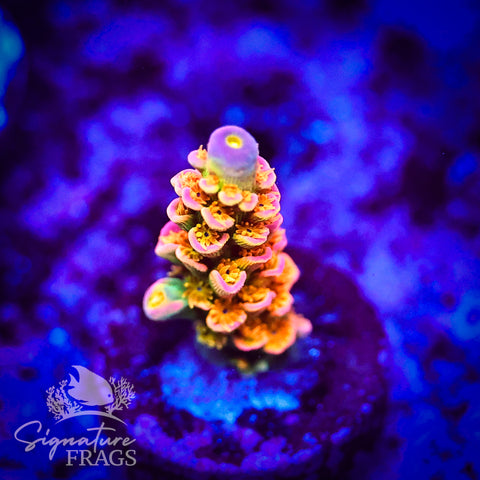 Big R Walt Disney