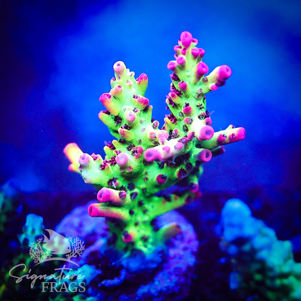 MBM Strawberry Shortcake