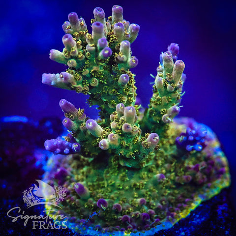 Grape Ape