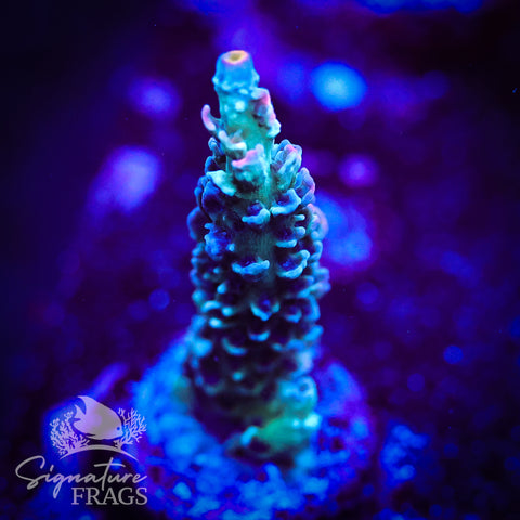 Cobalt Rainbow